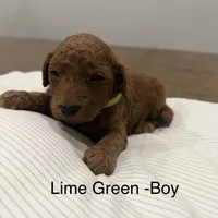 Basil F2 Golden Doodle, a male Goldendoodle for sale in Houston, TX – Photo 2 of 2