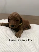 Basil, a male Goldendoodle for sale in Houston, TX – Photo 2 of 2