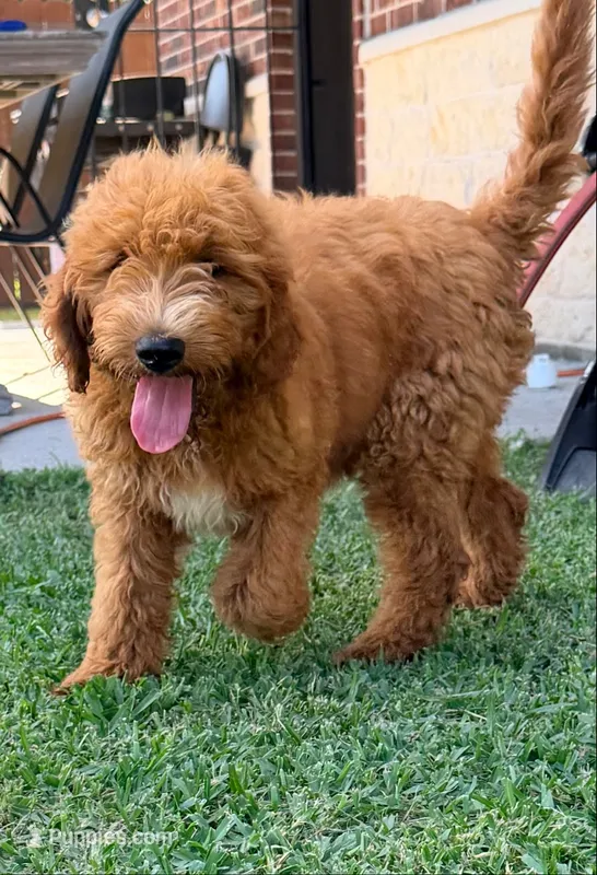 Bear. Golden Doodle – Goldendoodle puppy for sale in Houston, TX
