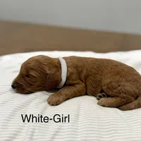 Elsa F2 Golden Doodle, a female Goldendoodle for sale in Houston, TX – Photo 3 of 3