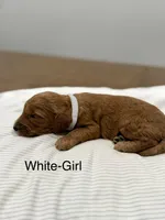 Elsa , a female Goldendoodle for sale in Houston, TX – Photo 3 of 3