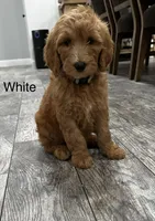 Elsa  Golden Doodle, a female Goldendoodle for sale in Houston, TX – Photo 5 of 10
