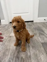 Elsa  Golden Doodle, a female Goldendoodle for sale in Houston, TX – Photo 4 of 10