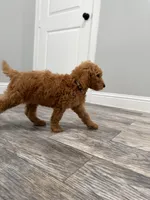 Elsa  Golden Doodle, a female Goldendoodle for sale in Houston, TX – Photo 2 of 10