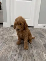 Elsa  Golden Doodle, a female Goldendoodle for sale in Houston, TX – Photo 7 of 10