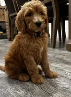 Elsa  Golden Doodle, a female Goldendoodle for sale in Houston, TX – Photo 3 of 10