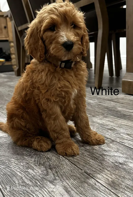 Elsa  Golden Doodle – Goldendoodle puppy for sale in Houston, TX