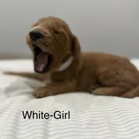 Elsa F2 Golden Doodle, a female Goldendoodle for sale in Houston, TX – Photo 2 of 3