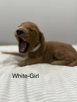 Elsa , a female Goldendoodle for sale in Houston, TX – Photo 2 of 3