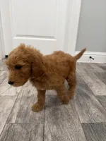 Elsa  Golden Doodle, a female Goldendoodle for sale in Houston, TX – Photo 6 of 10