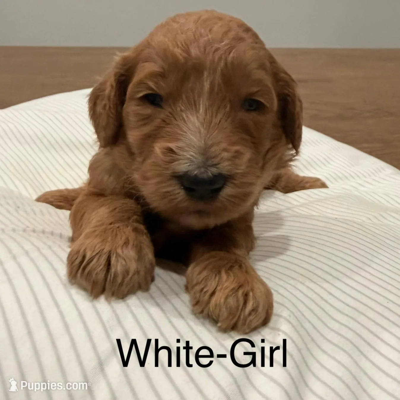Elsa , a female Goldendoodle for sale in Houston, TX – Photo 1 of 3