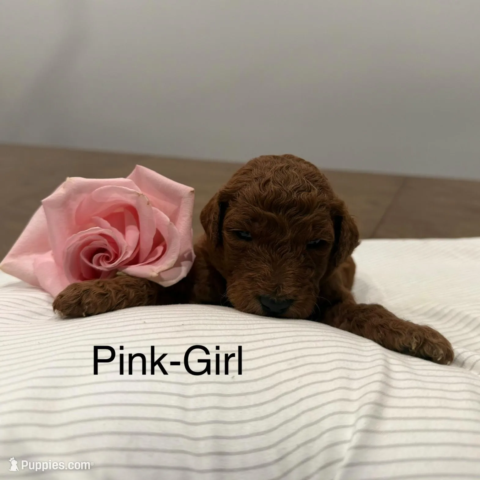 Banks , a female Goldendoodle for sale in Houston, TX – Photo 3 of 3