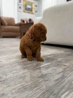 Banks  Golden Doodle, a female Goldendoodle for sale in Houston, TX – Photo 6 of 10