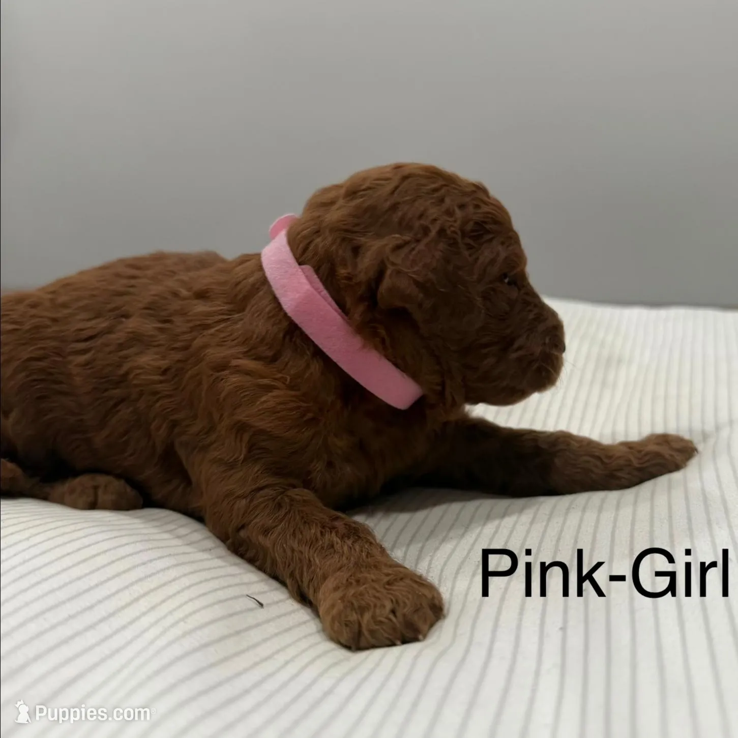 Banks , a female Goldendoodle for sale in Houston, TX – Photo 2 of 3