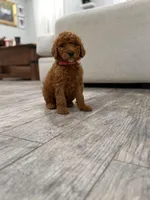 Banks  Golden Doodle, a female Goldendoodle for sale in Houston, TX – Photo 7 of 10