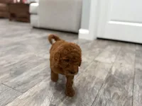 Banks  Golden Doodle, a female Goldendoodle for sale in Houston, TX – Photo 4 of 10