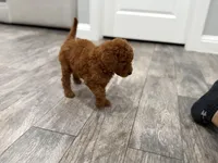 Banks  Golden Doodle, a female Goldendoodle for sale in Houston, TX – Photo 5 of 10