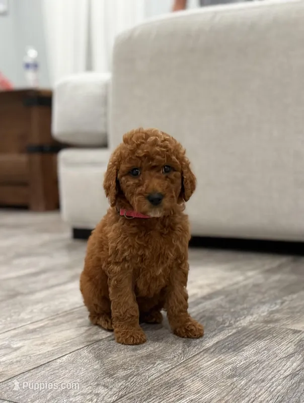 Banks  Golden Doodle – Goldendoodle puppy for sale in Houston, TX