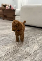 Banks  Golden Doodle, a female Goldendoodle for sale in Houston, TX – Photo 3 of 10