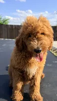 Bear. Golden Doodle, a male Goldendoodle for sale in Houston, TX – 3 of 9