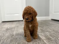 Cobalt Golden Doodle, a male Goldendoodle for sale in Houston, TX – Photo 3 of 10