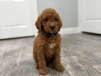 Cobalt Golden Doodle, a male Goldendoodle for sale in Houston, TX – Photo 6 of 10