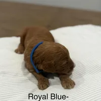 Cobalt F2 Golden Doodle, a male Goldendoodle for sale in Houston, TX – Photo 2 of 3