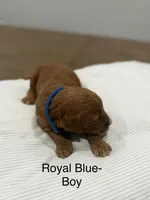 Cobalt , a male Goldendoodle for sale in Houston, TX – Photo 2 of 3