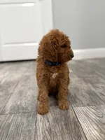 Cobalt Golden Doodle, a male Goldendoodle for sale in Houston, TX – Photo 5 of 10