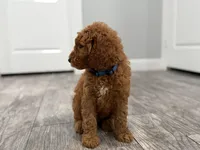 Cobalt Golden Doodle, a male Goldendoodle for sale in Houston, TX – Photo 4 of 10