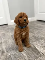 Cobalt Golden Doodle, a male Goldendoodle for sale in Houston, TX – Photo 2 of 10