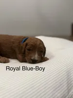 Cobalt , a male Goldendoodle for sale in Houston, TX – Photo 1 of 3