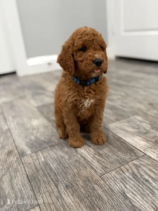 Cobalt Golden Doodle – Goldendoodle puppy for sale in Houston, TX