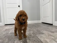 Cobalt Golden Doodle, a male Goldendoodle for sale in Houston, TX – Photo 7 of 10