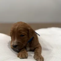 Cobalt F2 Golden Doodle, a male Goldendoodle for sale in Houston, TX – Photo 3 of 3