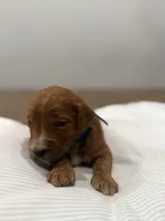 Cobalt , a male Goldendoodle for sale in Houston, TX – Photo 3 of 3