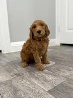 Belle  Golden Doodle , a female Goldendoodle for sale in Houston, TX – Photo 6 of 10