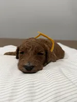 Bell, a male Goldendoodle for sale in Houston, TX – Photo 3 of 3