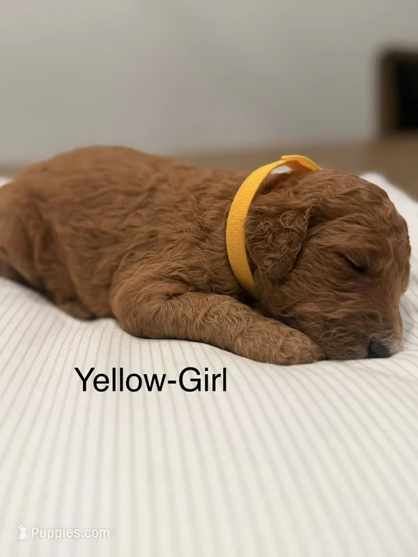 Bell, a male Goldendoodle for sale in Houston, TX – Photo 1 of 3