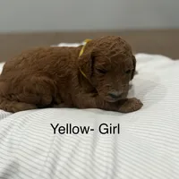 Belle F2 Golden Doodle , a female Goldendoodle for sale in Houston, TX – Photo 2 of 3