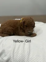 Bell, a male Goldendoodle for sale in Houston, TX – Photo 2 of 3