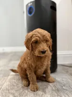 Belle  Golden Doodle , a female Goldendoodle for sale in Houston, TX – Photo 2 of 10