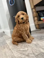 Belle  Golden Doodle , a female Goldendoodle for sale in Houston, TX – Photo 5 of 10