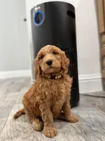 Belle  Golden Doodle , a female Goldendoodle for sale in Houston, TX – Photo 7 of 10