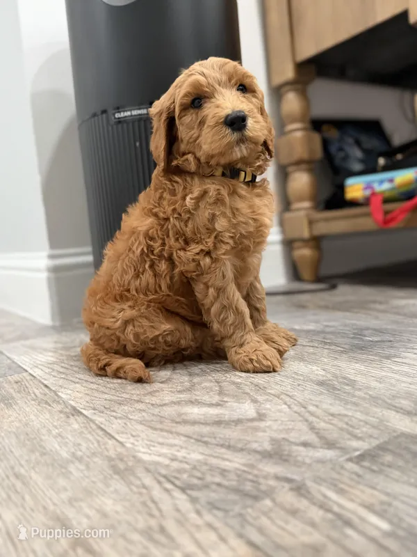 Belle  Golden Doodle  – Goldendoodle puppy for sale in Houston, TX