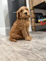 Belle  Golden Doodle , a female Goldendoodle for sale in Houston, TX – Photo 1 of 10