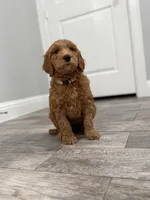 Belle  Golden Doodle , a female Goldendoodle for sale in Houston, TX – Photo 3 of 10