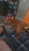 Sparrow , a male Miniature Dachshund for sale in Valparaiso, IN – 4 of 4