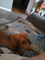 Sparrow , a male Miniature Dachshund for sale in Valparaiso, IN – 3 of 4