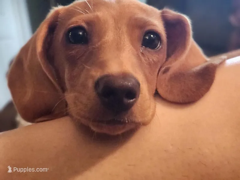 Sparrow  – Miniature Dachshund puppy for sale in Valparaiso, IN